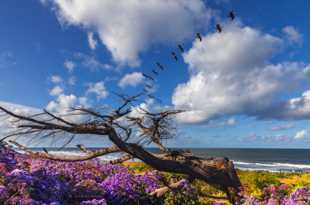 Tamarack Beach Pelicans-2169.jpg